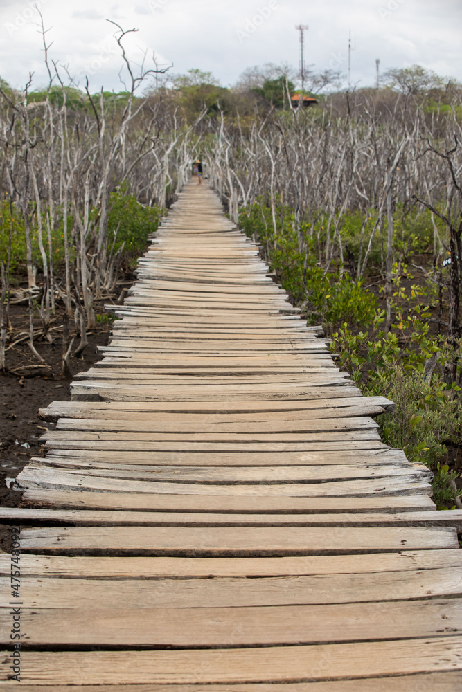 Mangrove swamp reforestation project, Avellana Beach, Costa Rica
