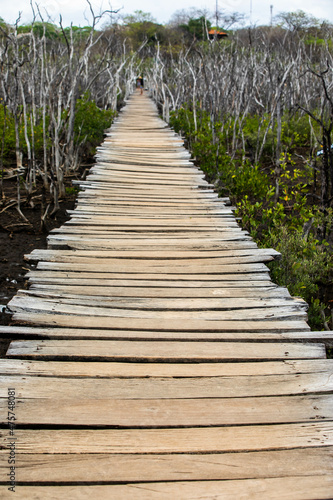 Mangrove swamp reforestation project  Avellana Beach  Costa Rica