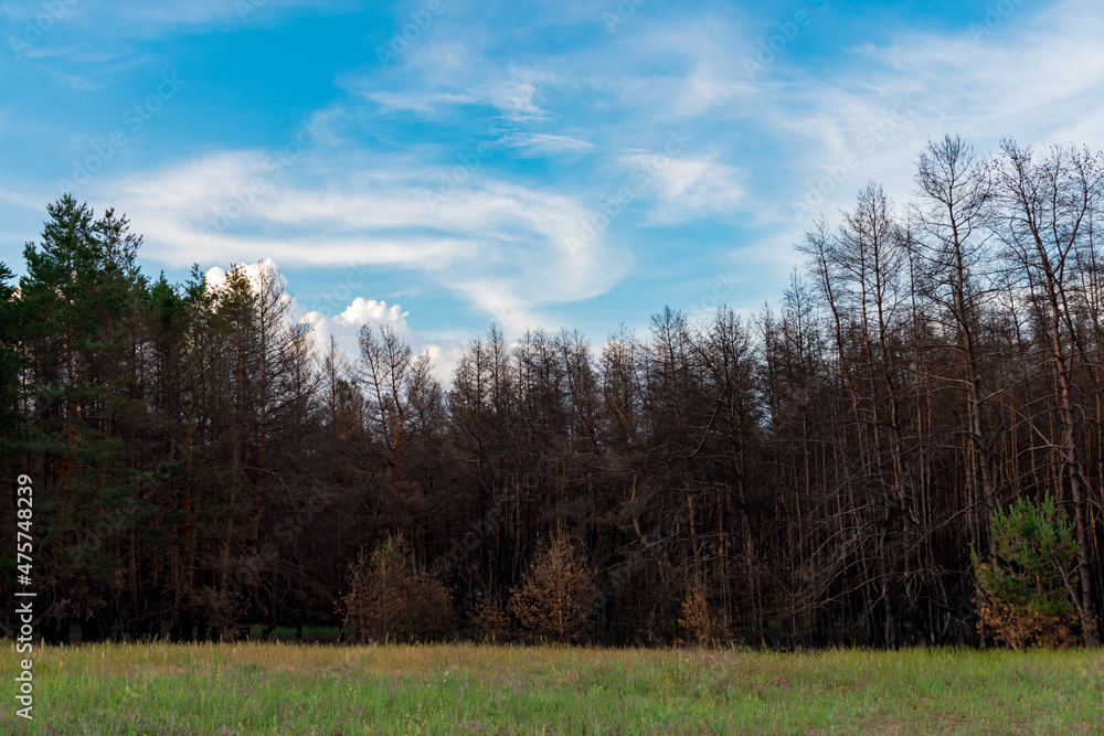 Coniferous forest one year after the fire. Coniferous trees burned down during a fire against a background of green grass. The problem of forest fires.
