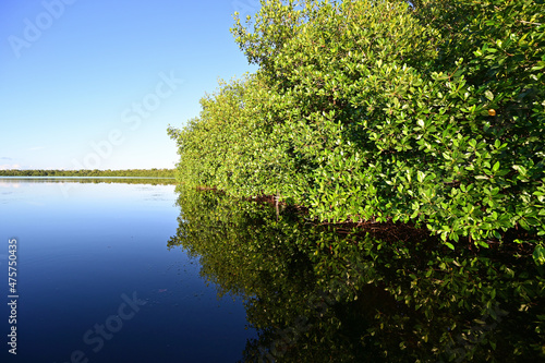 Mangrove coast of Coot Bay in Everglades National Park  Florida on clear calm sunny winter afternoon.