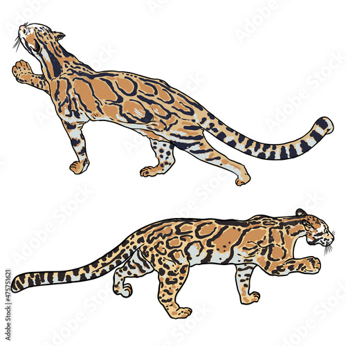 Leopard set  wild cat drawing  Clouded leopard from Himalayan. Hand drawn wildcat hunting. Vector.