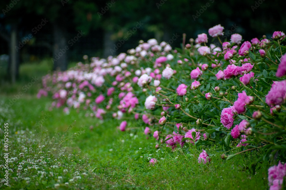 Naklejka premium New Zealand, one of my amazing working experience here. Spring work for Aunt Rosie Peonies in Springfield. Beautiful time.