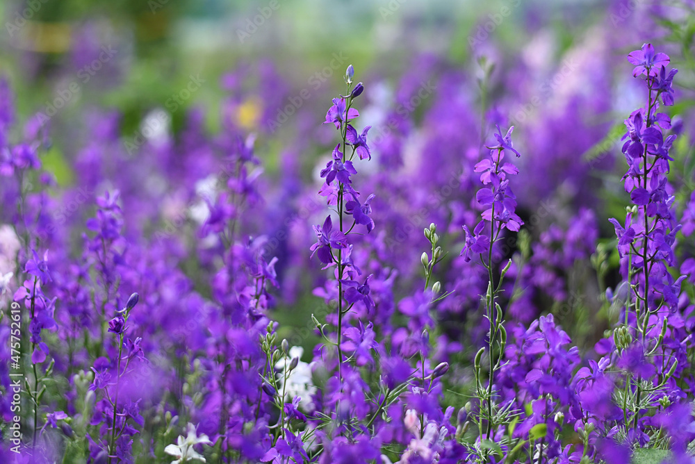 Obraz premium Beautiful colorful lobelia small flowers on flower bed in summer garden. Spring and summer background of blooming flowers. Blue tail Lobelia sapphire flowers. Edging Lobelia (Lobelia erinus) in garden