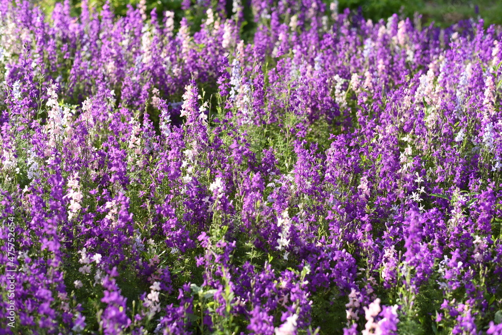 Beautiful colorful lobelia small flowers on flower bed in summer garden. Spring and summer background of blooming flowers. Blue tail Lobelia sapphire flowers. Edging Lobelia (Lobelia erinus) in garden Beautiful colorful lobelia small flowers on flower bed in summer garden. Spring and summer background of blooming flowers. Blue tail Lobelia sapphire flowers. Edging Lobelia (Lobelia erinus) in garden