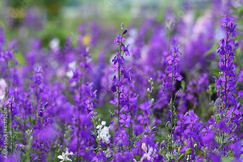 Beautiful colorful lobelia small flowers on flower bed in summer garden. Spring and summer background of blooming flowers. Blue tail Lobelia sapphire flowers. Edging Lobelia (Lobelia erinus) in garden