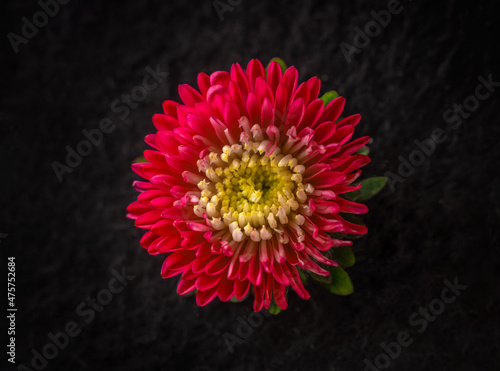 Top view of a flower on black background. Closeup. photo