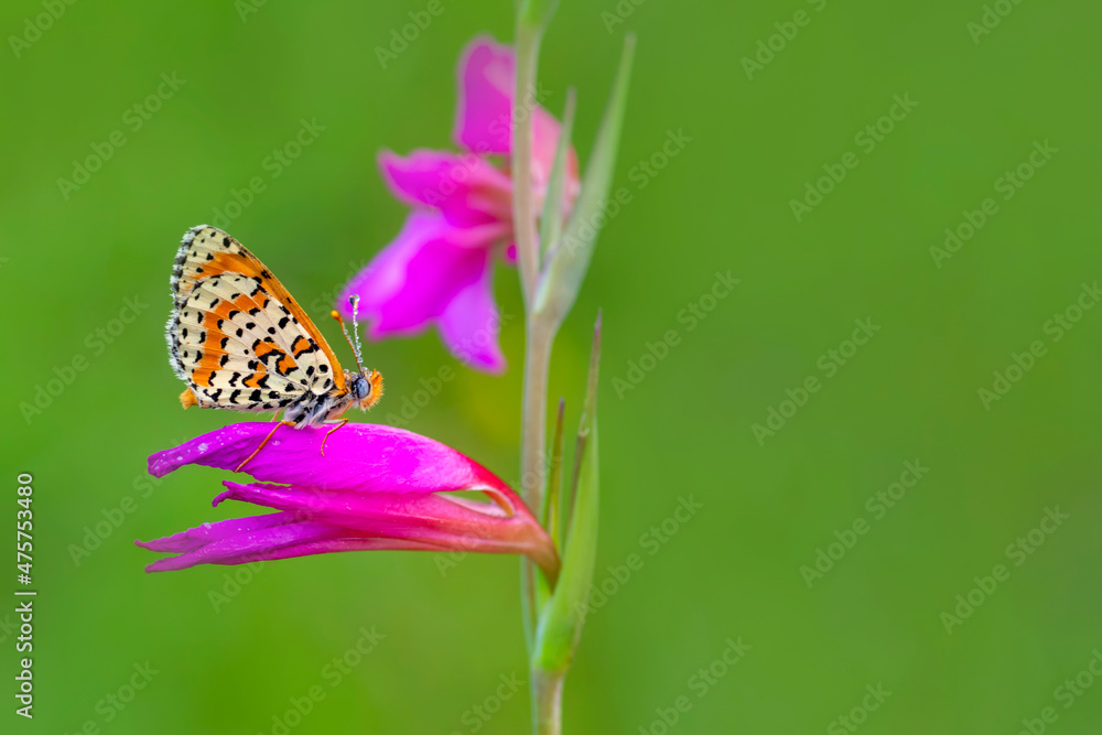 Naklejka premium Macro shots, Beautiful nature scene. Closeup beautiful butterfly sitting on the flower in a summer garden.