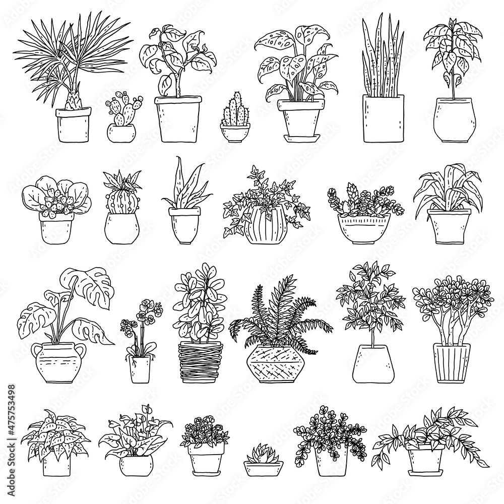 Set house potted plants. Vector indoor black and white houseplant in