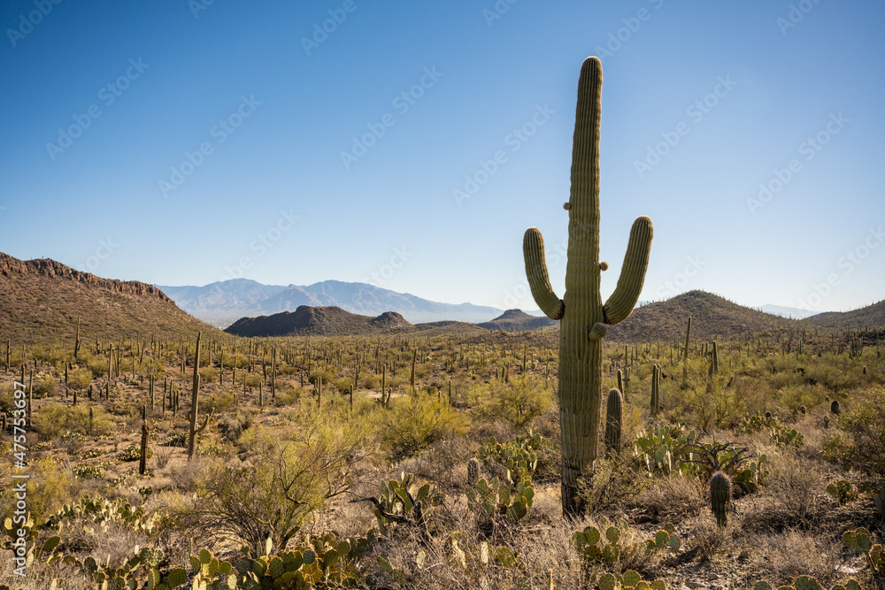 Saguaro Cactus With New Growth Looks Over Desert Saguaro Cactus With New Growth Looks Over Desert