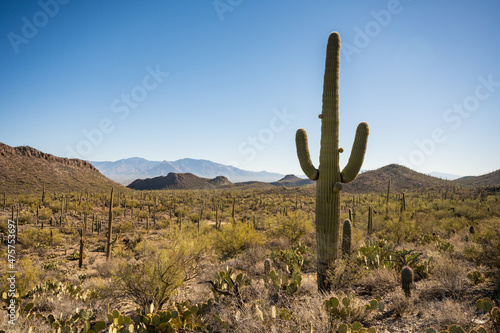 Saguaro Cactus With New Growth Looks Over Desert
