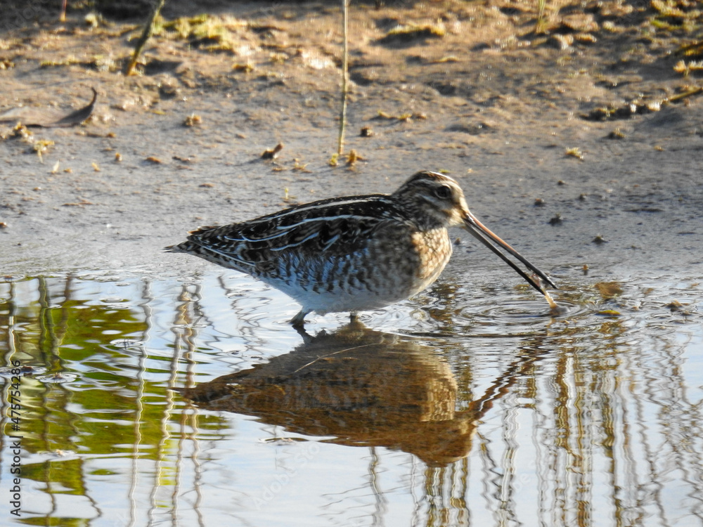 Ταπετσαρία Wilson's snipe catches a shrimp in a Florida marsh