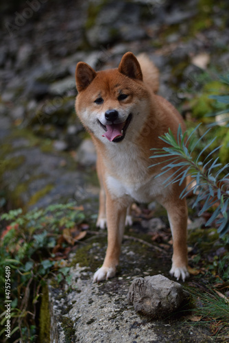 portrait happy dog in nature