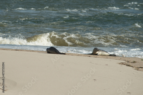 Closeup of two adorable seals on the beach surrounded by the sea on a sunny day photo