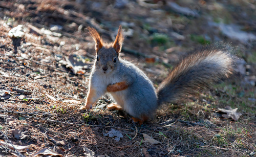 Сommon Northern European squirrel in winter fur on sunny spring day. © okyela