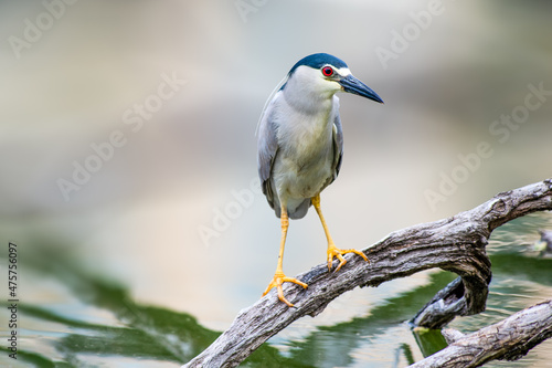 Black-Crowned Night Heron sitting on a tree