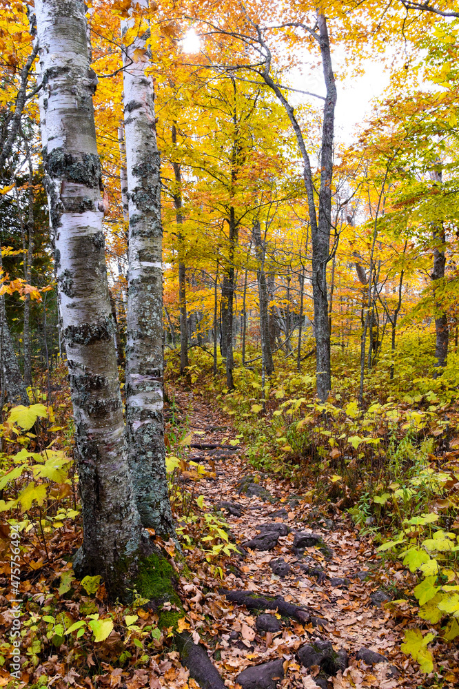 Obraz premium autumn in the forest