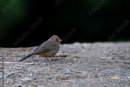 California Towhee foraging on the ground in California photo