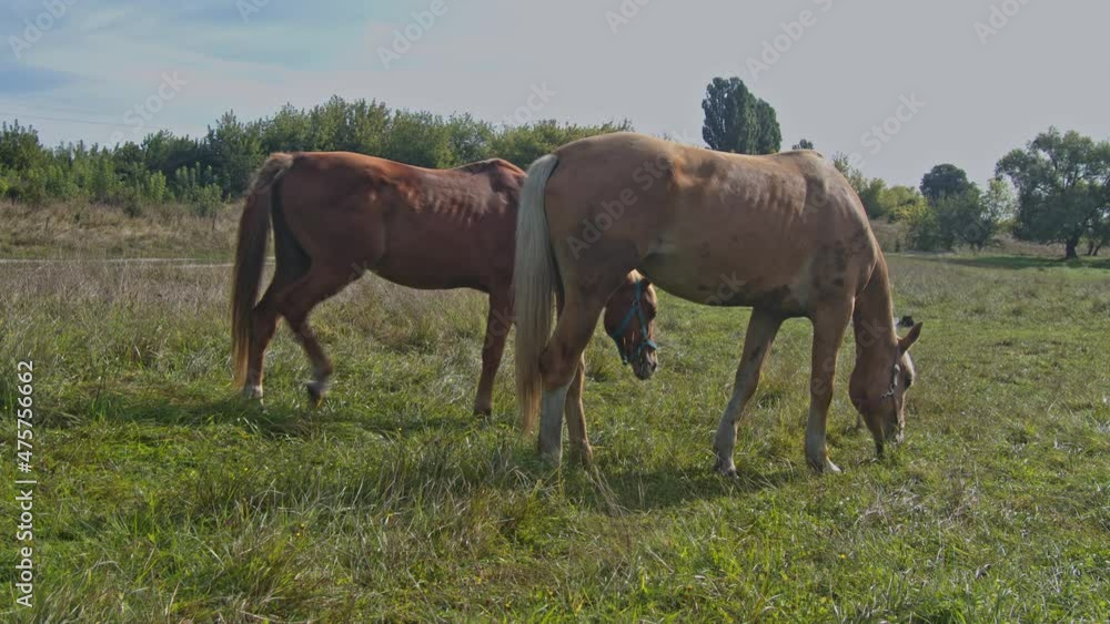 Beautiful horses graze pinching grass Beautiful horses graze pinching grass