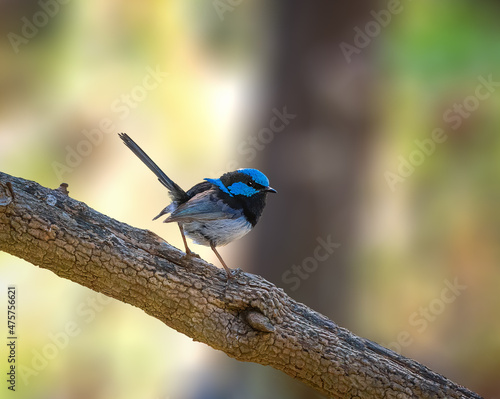 Superb Fairywren perched on a tree in Australia photo