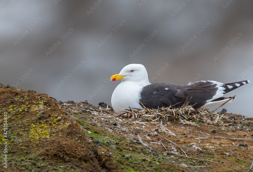 Obraz premium Kelp Gull incubating eggs in its nest in Falkland Islands