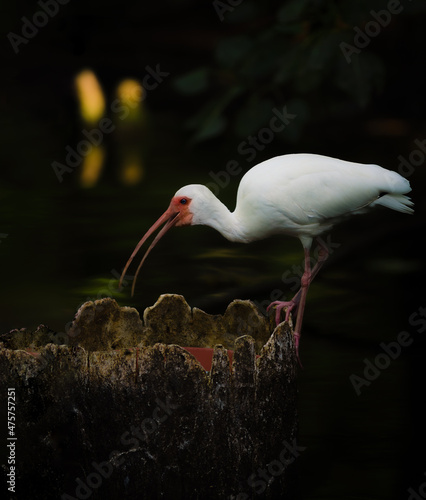 American White Ibis getting a drink from a water pool photo
