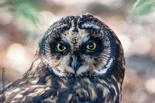 Galapagos Short Eared Owl at ground level in the Galapagos photo