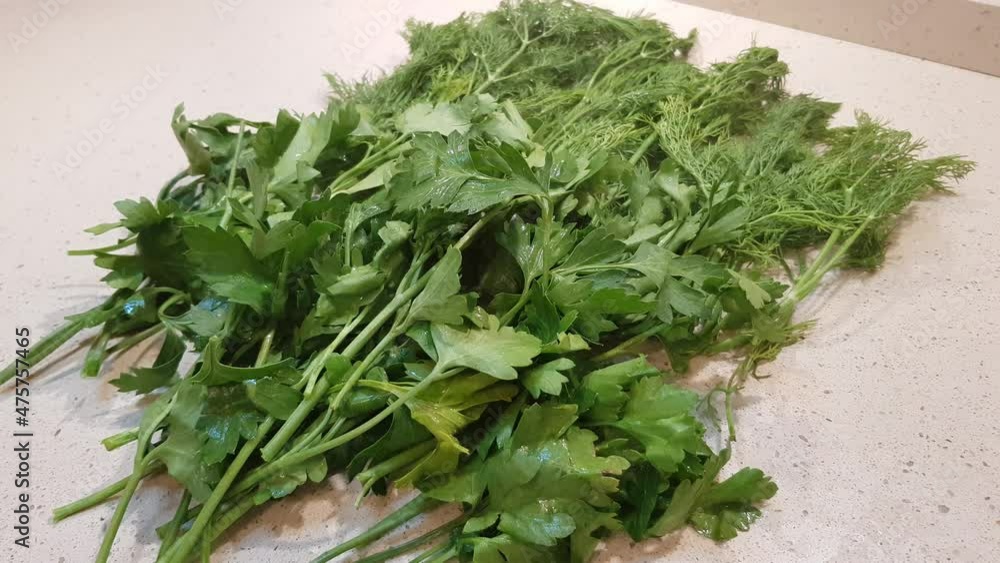 Freshly picked bunches of green dill and parsley are dried in the kitchen for food supplement Freshly picked bunches of green dill and parsley are dried in the kitchen for food supplement