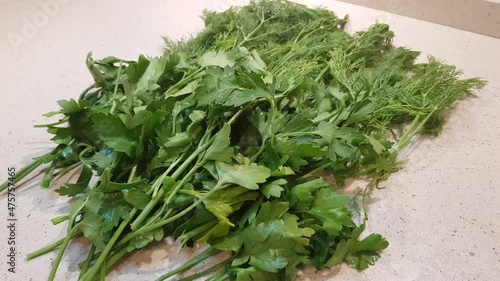 Freshly picked bunches of green dill and parsley are dried in the kitchen for food supplement