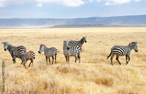 Zebras on grassland savanna in Africa  Maasai Mara National Park  Kenya  african wildlife and safari concept