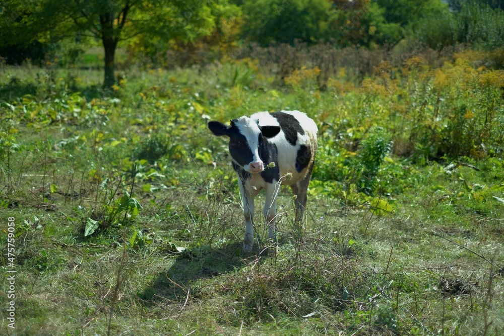 white cow on the meadow, Ukraine