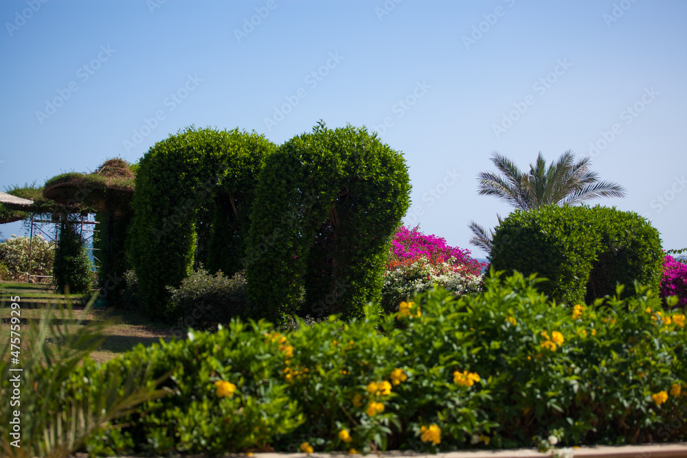 Obraz premium trees in the garden