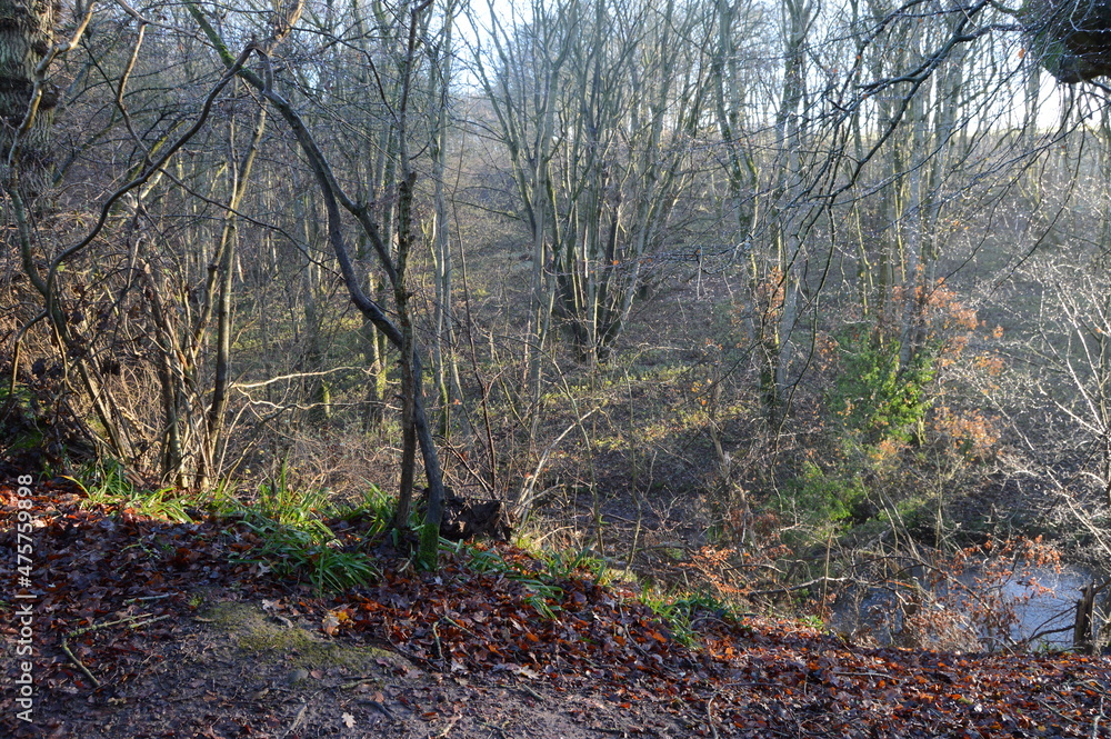 Sun breaking through mist at Craighall Den, Ceres, Fife, December 2021 Sun breaking through mist at Craighall Den, Ceres, Fife, December 2021