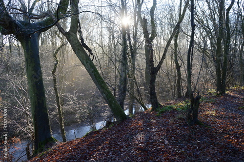 Tableau sur toile Sun breaking through mist at Craighall Den, Ceres, Fife, December 2021