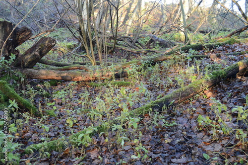 Canvas Floor of ancient woodland at Craighall Den, Ceres, Fife, December 2021
