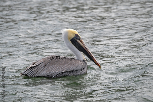Brown Pelican swimming in an estuary.