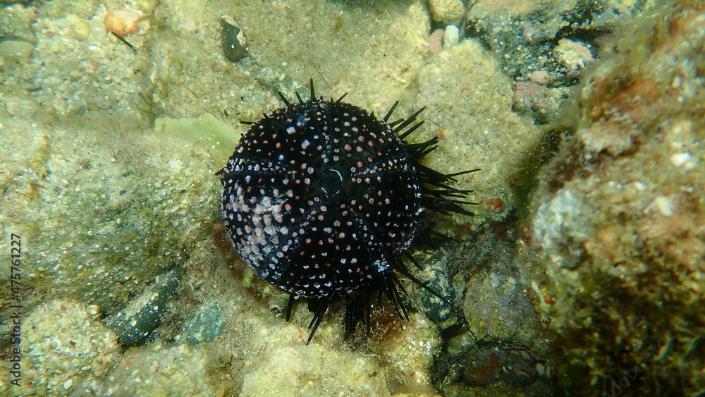 Test (shell) of Black sea urchin (Arbacia lixula) undersea, Aegean Sea, Greece, Halkidiki Test (shell) of Black sea urchin (Arbacia lixula) undersea, Aegean Sea, Greece, Halkidiki