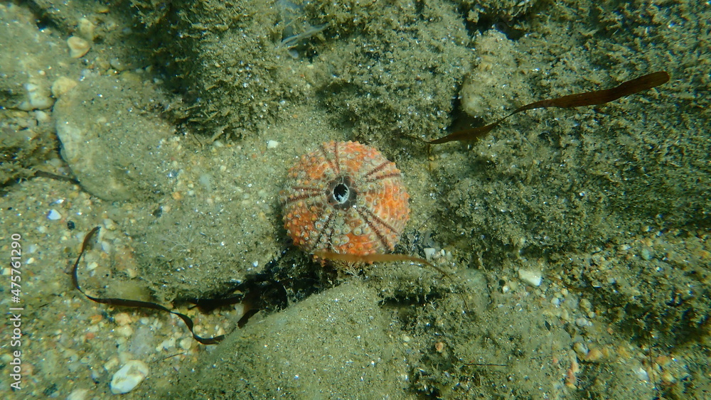 Tict Shell Test (shell) of Black sea urchin (Arbacia lixula) undersea, Aegean Sea ...