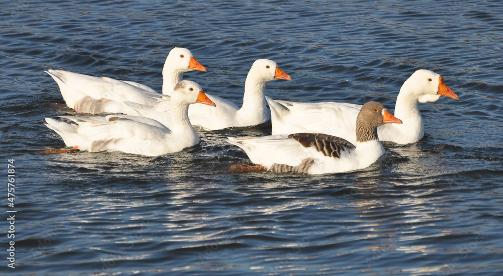 Fototapeta premium The geese swim in the river