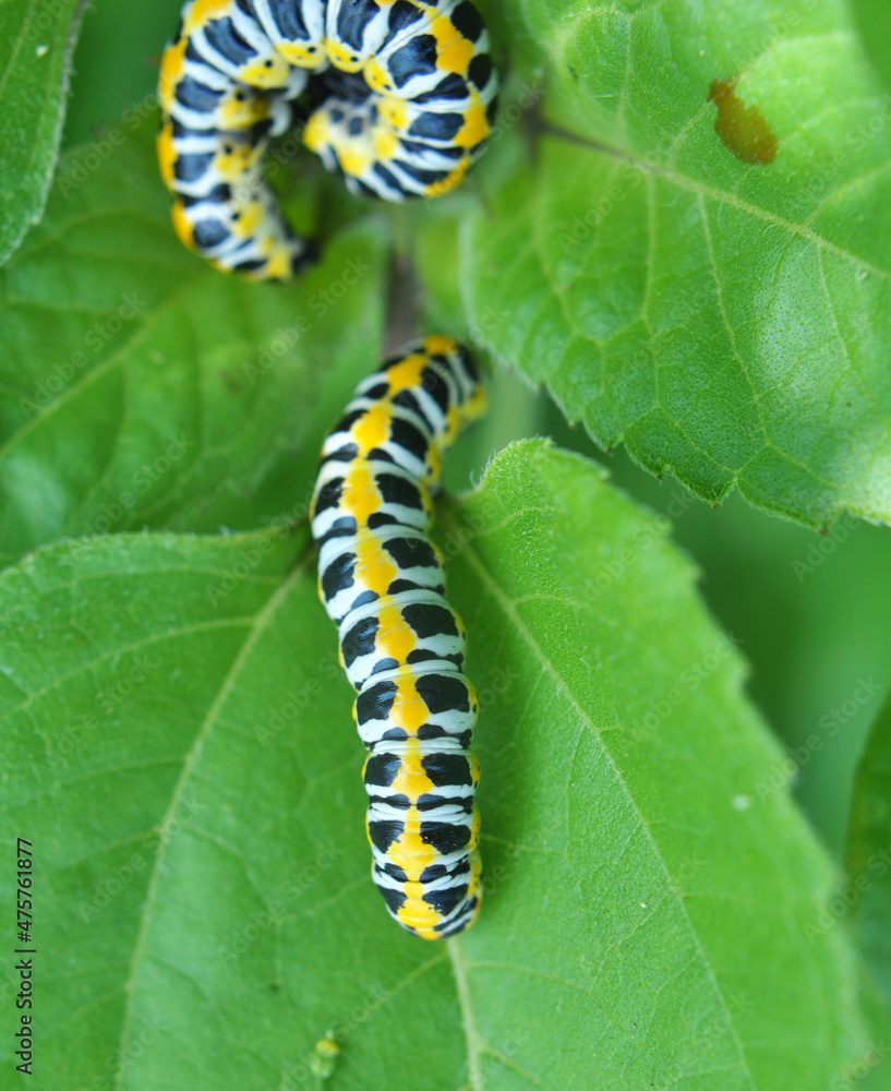 In nature, the plant caterpillars butterfly Cucullia (Cucullia) pustulata