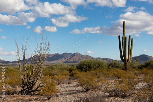 Sonoran Desert Saguaro Cacus - Arizona