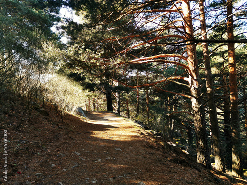 Pathway along pine trees in Sierra de Guadarrama, Spain on a sunny day photo