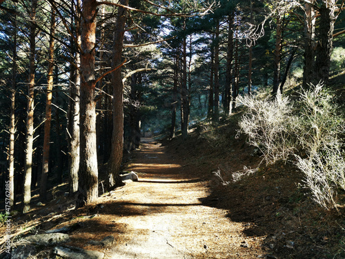 Pathway along pine trees in Sierra de Guadarrama, Spain on a sunny day photo