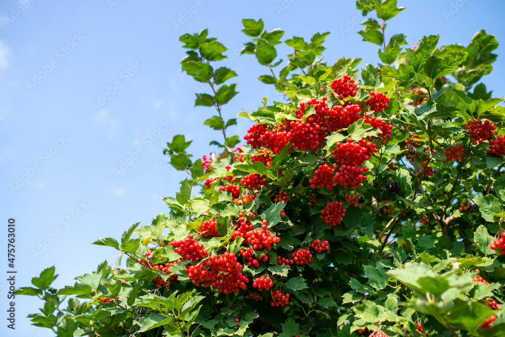 Bunches of viburnum berries growing on bush in garden Bunches of viburnum berries growing on bush in garden