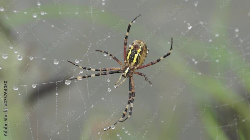 Spider-wasp (lat. Argiope bruennichi). Spider and spider web in dew in heavy fog at dawn. Spider-wasp (lat. Argiope bruennichi). Spider and spider web in dew in heavy fog at dawn.