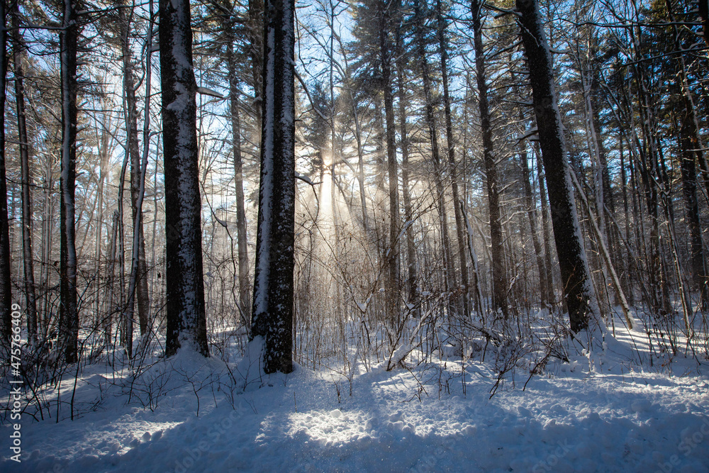 Wind blowing snow off the trees in Council Grounds State Park, Merrill, Wisconsin after a snow storm Wind blowing snow off the trees in Council Grounds State Park, Merrill, Wisconsin after a snow storm