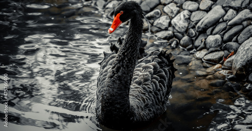 Fototapeta Naklejka Na Ścianę i Meble -  Closeup of a black swan swimming