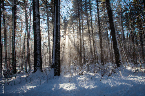 Wind blowing snow off the trees in Council Grounds State Park, Merrill, Wisconsin after a snow storm