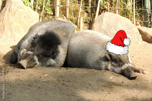 Zoo Hog in Santa Hat