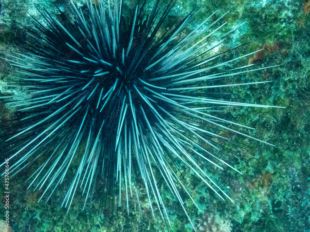 Fototapeta premium Sea Urchin