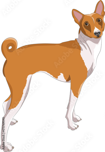 Color vector drawing of a Basenji dog on a white background.